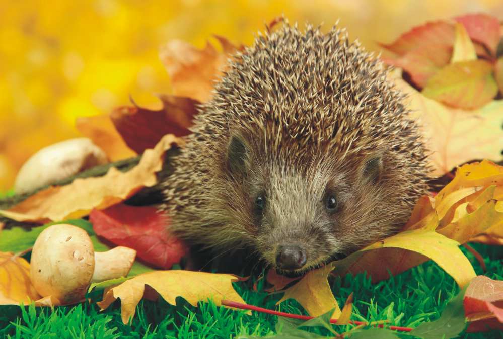 bigmag-igel bigmag-igel